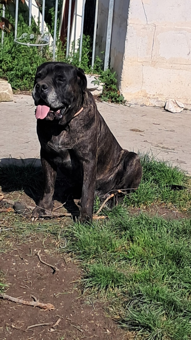 Pablo Des Mas Star De La Cannaie