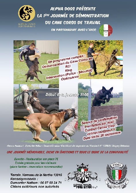 1ere journée du cane corso de travail