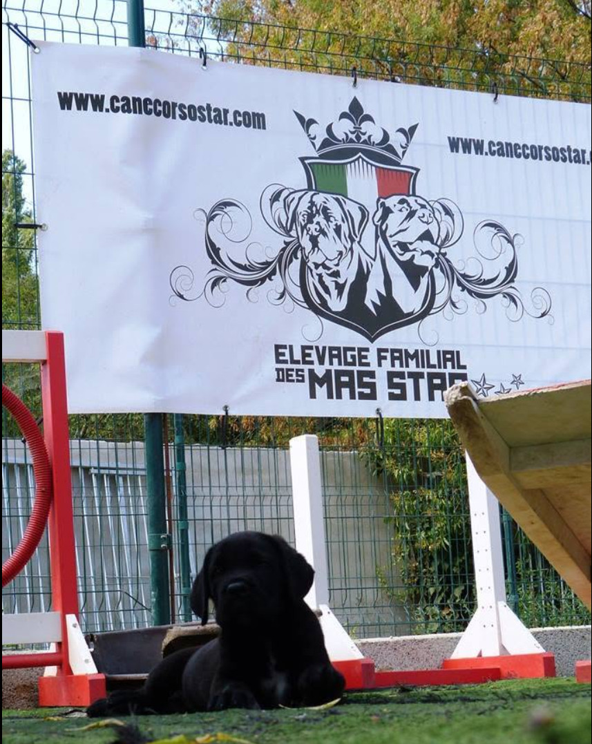 Les chiots Mas Star